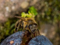 Getting stuck into a ripe plum