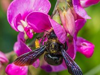 Carpenter Bee