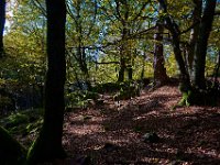 Autumn sun through the trees