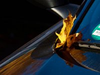 A ticket? No, just a leaf