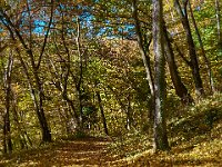 Autumn colours in the sunshine