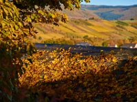 A splash of autumn colour